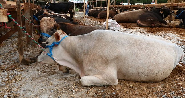 KURBAN KESİM YERLERİ BELİRLENDİ « ÇORUM TİME