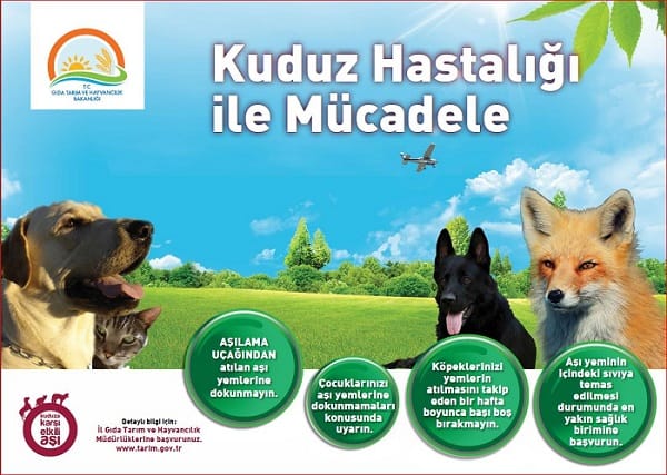 YABANİ HAYVANLARDA KUDUZ TEHLİKESİ