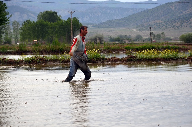 OSMANCIK’TA ÇELTİK EKİMİNE BAŞLANDI