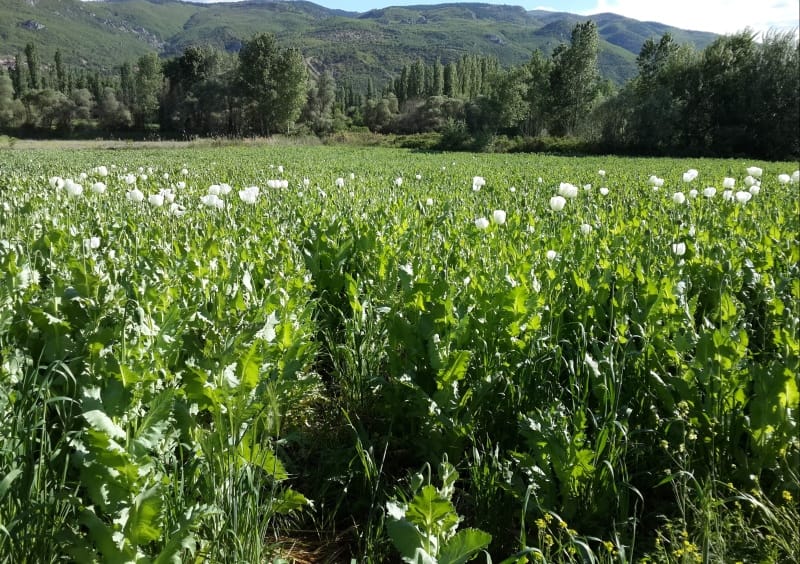 ÇORUM’DA HAŞHAŞ OPERASYONU