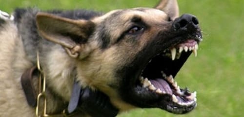 KUDUZ KÖPEK PANİĞİ