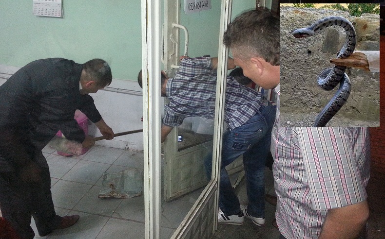 ÇORUM’DA YILAN PANİĞİ