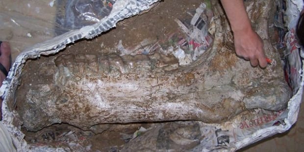 DÜNYANIN EN BÜYÜK FOSİLİ ÇORUM’DA