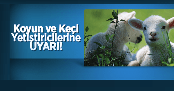 ÇORUM KÜÇÜKBAŞ HAYVAN MERKEZİ OLACAK