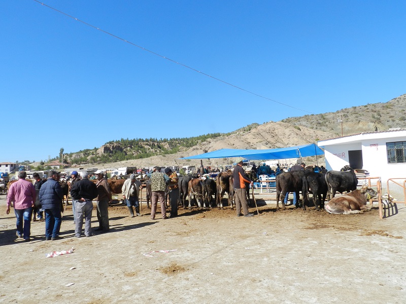 HAYVAN PAZARI KAPATILDI