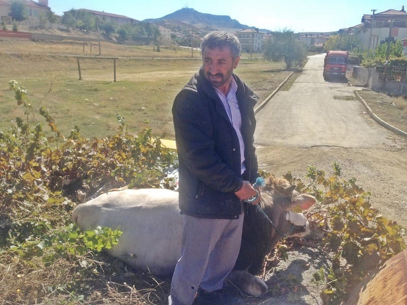 KAÇAN BOĞA ORTALIĞI BİRBİRİNE KATTI