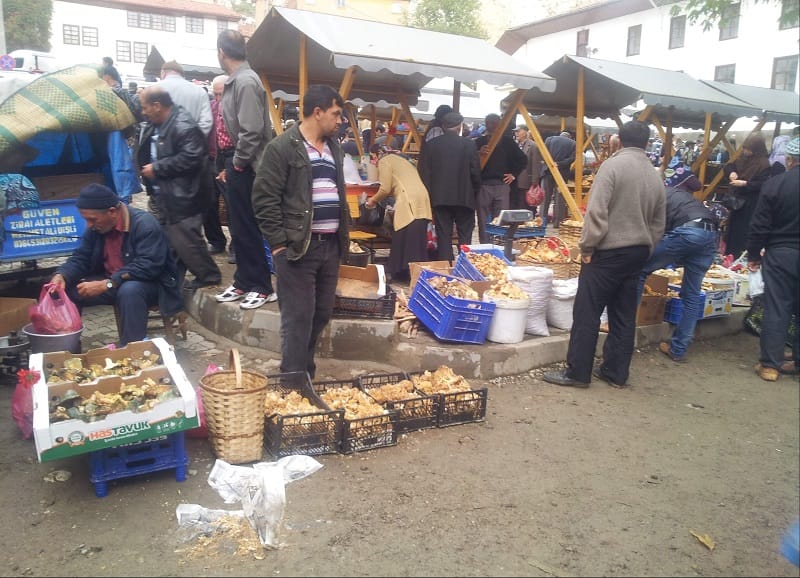 İSKİLİP’TE MANTAR BEREKETİ