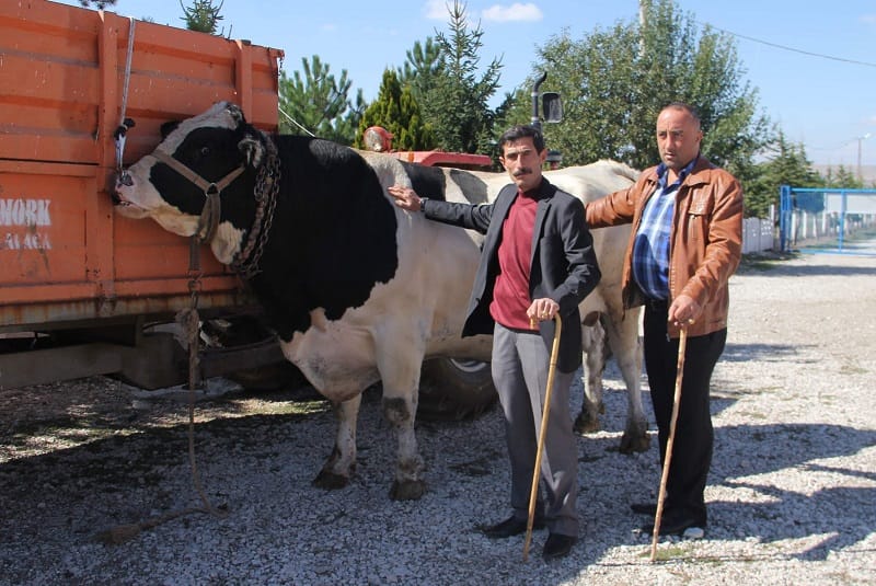 1.850 KİLOLUK BOĞA ALICISINI BULDU