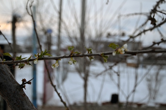 ÇORUM’DA ERİK AĞACI ÇİÇEK AÇTI