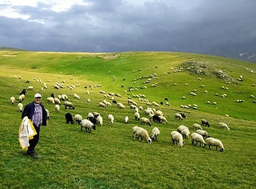ÇORUM’DA ÇOBAN KURSU AÇILACAK