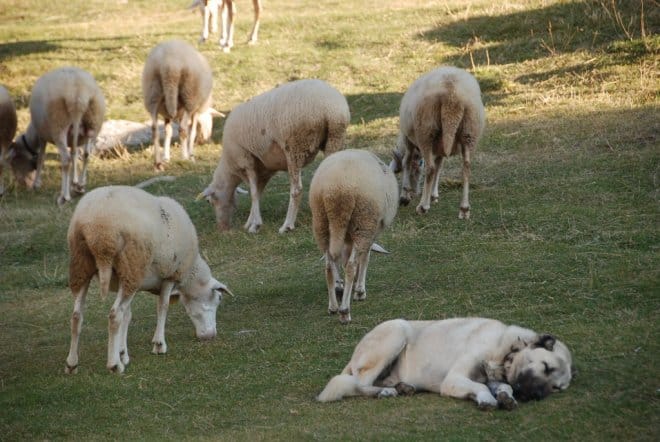 ÇORUM’DA KÖYLÜNÜN  KOYUNLARINI ÇALDILAR