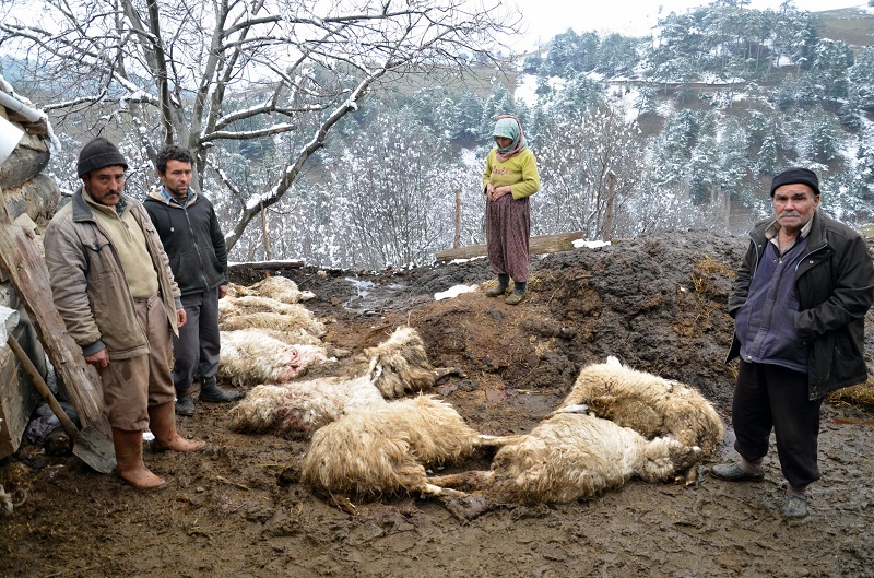 ÇORUM’DA TOPLU HAYVAN ÖLÜMLERİ