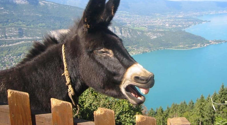 ÇORUM’DA EŞEKTEN DÜŞEN KİŞİ ÖLDÜ