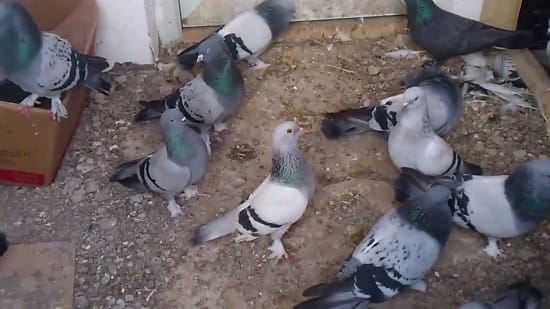 GÜVERCİN HIRSIZLARI POLİSE YAKALANDI