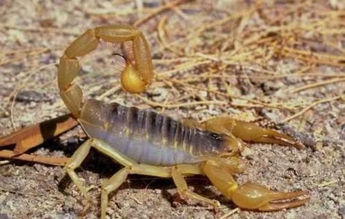 6 YAŞINDAKİ ÇOCUĞU AKREP SOKTU