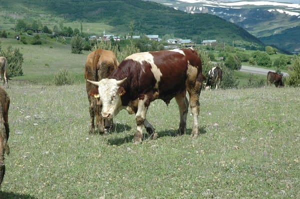 BOĞA SAHİBİNİ HASTANELİK ETTİ