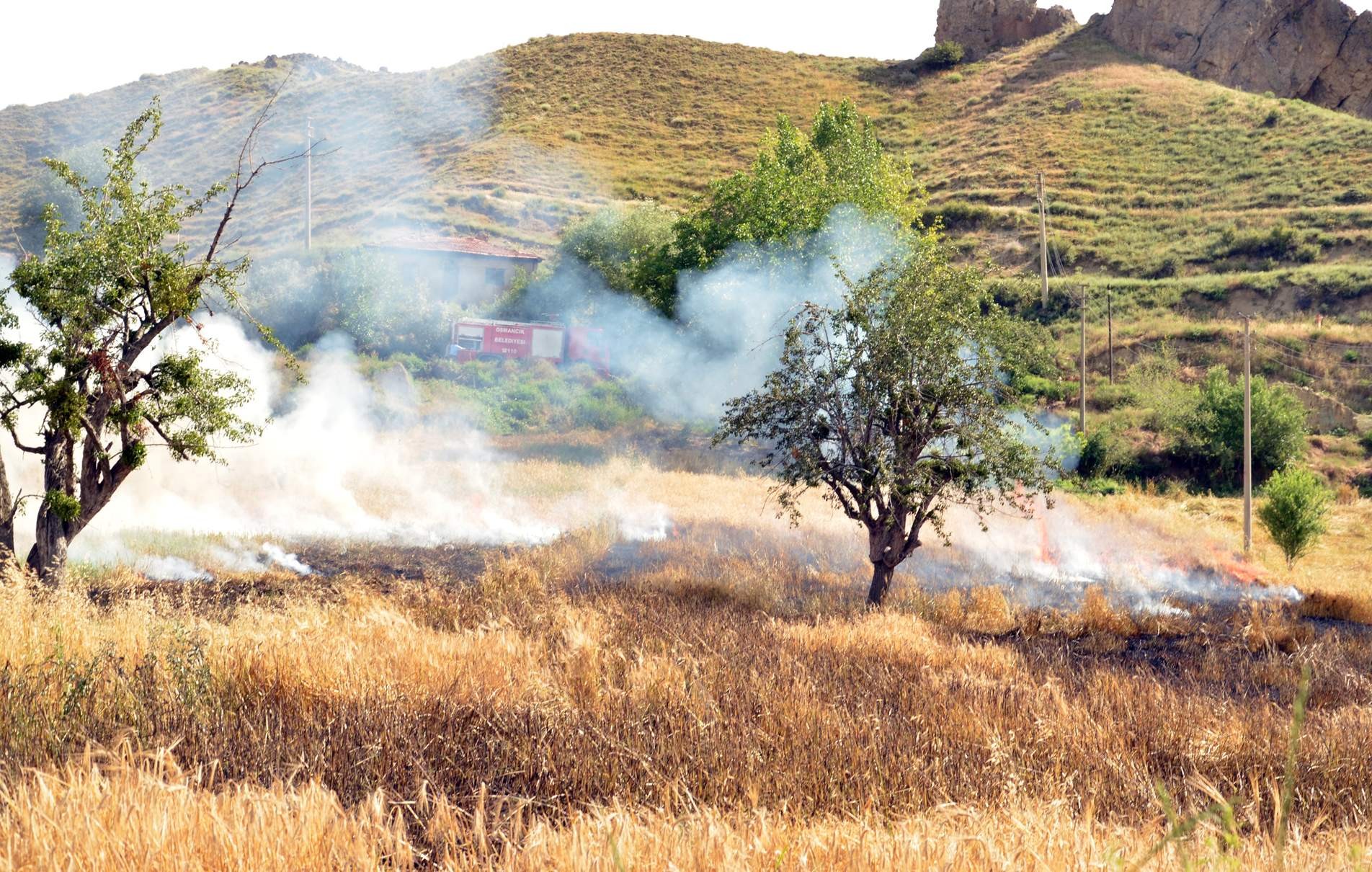 ARPA TARLASI CAYIR CAYIR YANDI