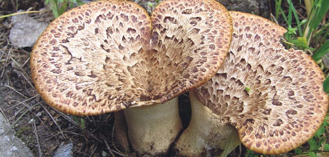 ÇORUM’DA MANTAR ZEHİRLENMESİ 2 KİŞİ AĞIR