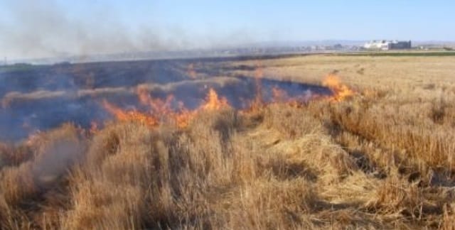 ÇORUM’DA 70 DÖNÜM BUĞDAY TARLASI YANDI