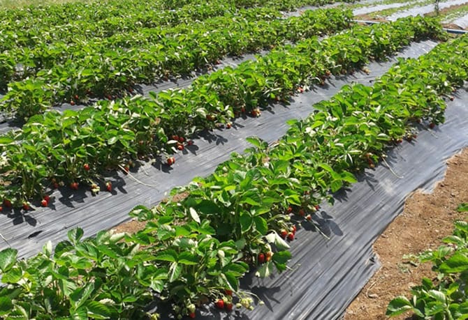 ÇORUM’DA ÇİLEK YETİŞTİRİCİLİĞİ KURSU AÇILACAK