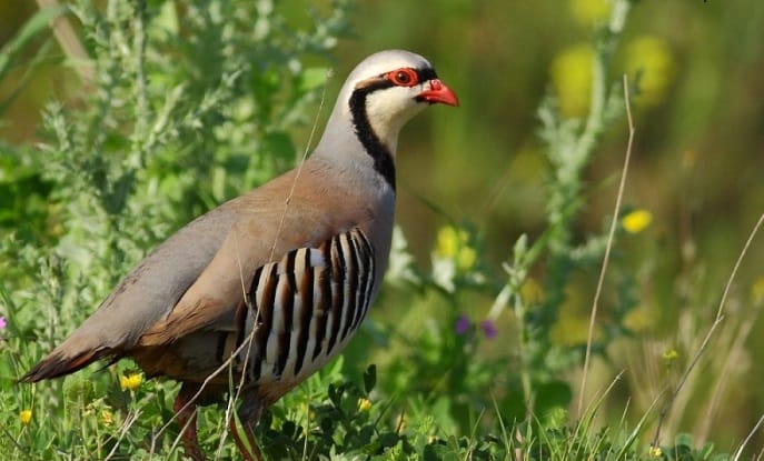 DOĞAYA KINALI KEKLİK BIRAKILDI