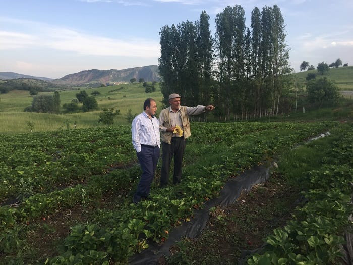 ÇORUM’DA ÇİLEK ÜRETİCİLERİNE UZMAN DESTEĞİ