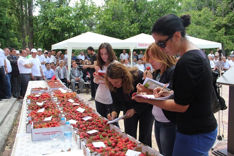 KÖYÜN KADERİ ÇİLEKLE DEĞİŞTİ