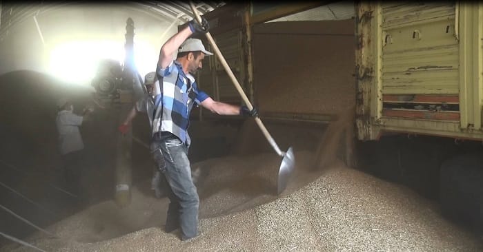 TMO HUBUBAT ALIMINA BAŞLADI