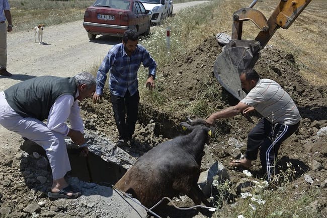 KEPÇEYLE İNEK BÖYLE KURTARILDI