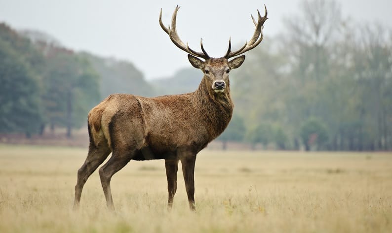 KIZIL GEYİK AVCI KURBANI OLDU