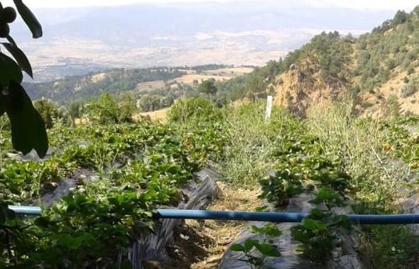 ÇİLEK YETİŞTİRİCİLİĞİ İLÇENİN GEÇİM KAYNAĞI OLDU