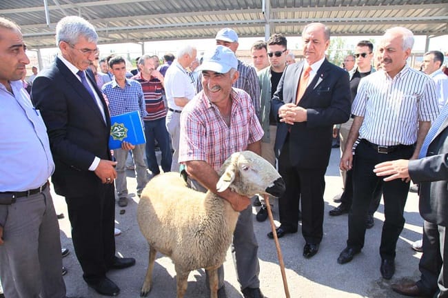 ÇORUM’DA 100 KOÇ KURA İLE DAĞITILDI