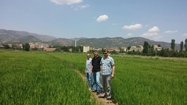 ÇORUM’DAKİ ÇELTİK TARLALARI İNCELENDİ