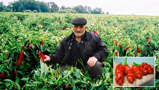 ÇORUMLU ÇİFTÇİYİ ŞOKA SOKAN BİBER