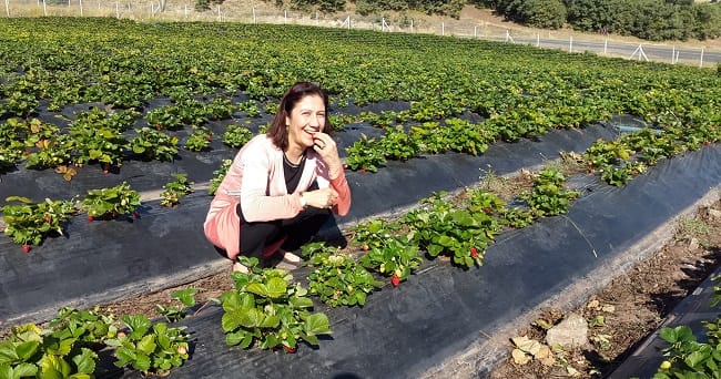 KADIN VEKİL ÇİLEK TARLASINDA