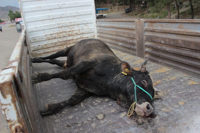 KURBANLIK HAYVAN HAVASIZLIKTAN ÖLDÜ