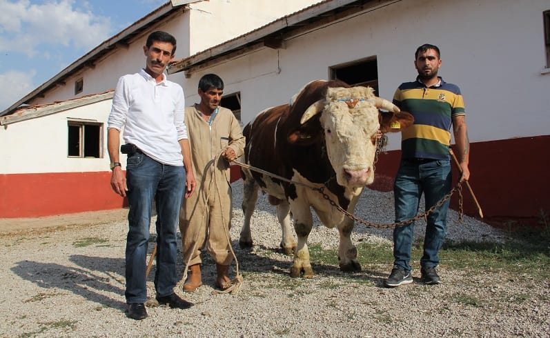 ÇORUM’UN BOĞASINA REKOR FİYAT