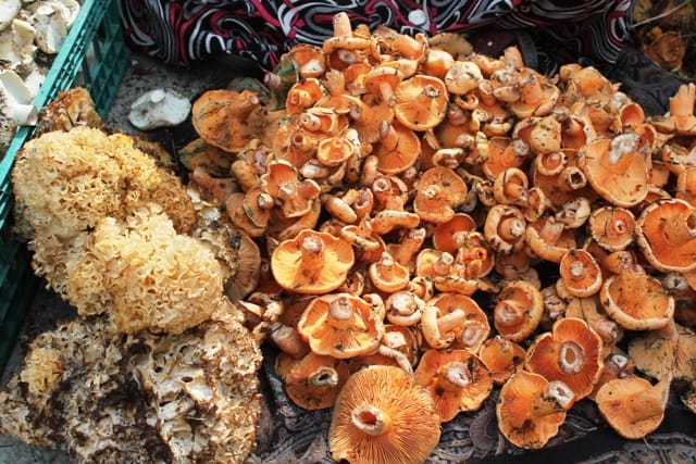 KARGI’DA MANTAR SEZONU BAŞLADI