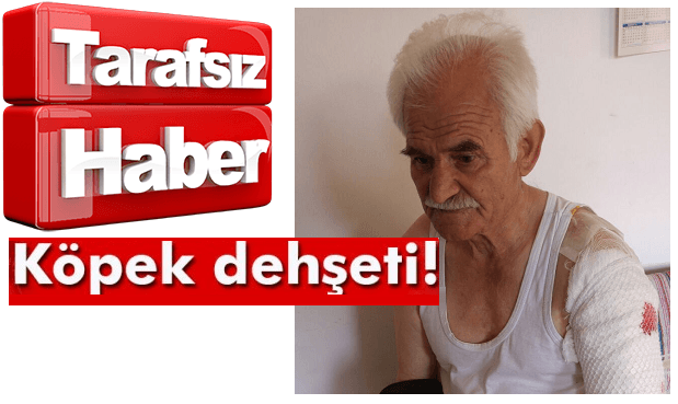 KÖPEKLER YAŞLI ADAMA SALDIRDI