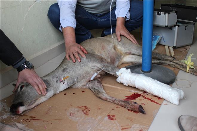 YARALI KARACAYI VATANDAŞ KURTARDI