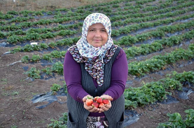 ÇORUM’UN YENİ GÖZDESİ ÇİLEK OLDU