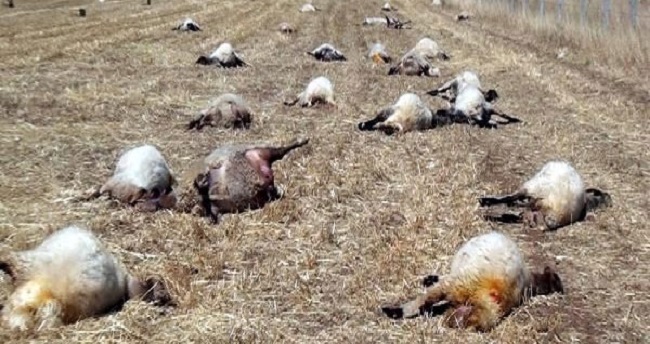 21 KOYUN ARAZİDE ÖLÜ BULUNDU