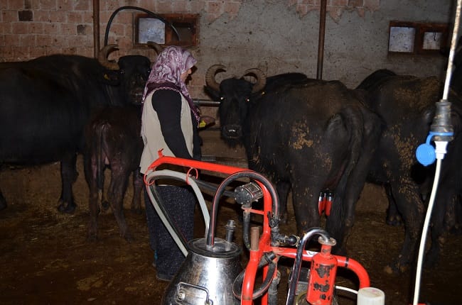 ÇORUM’DA MANDA YETİŞTİRİCİLİĞİ  ENTEGRE YOLUNDA