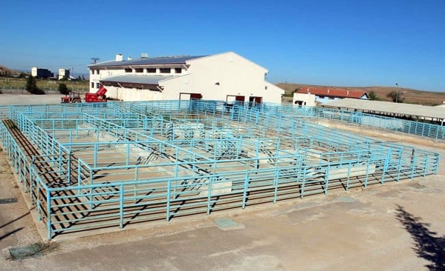 ŞAP HASTALIĞI HAYVAN PAZARINI KAPATTIRDI