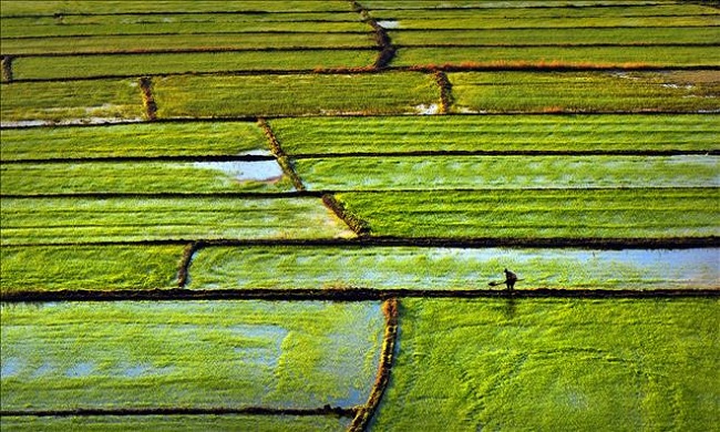 ÇELTİK ÜRETİCİLERİ ALTERNATİF ÜRÜN ARIYOR