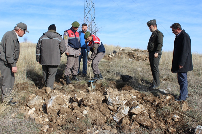 ÇORUM’UN BU İLÇESİNDE CEVİZ ORMANI OLUŞTURULDU