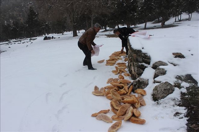 YABAN HAYVANLARI İÇİN BİRLİK OLDULAR