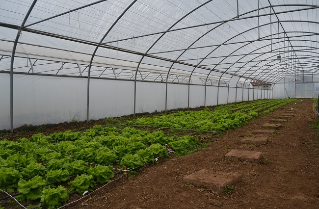 İŞKUR’DAN SERACILIK KURSU