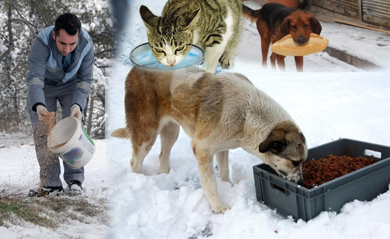 SOKAK HAYVANLARINA YEM BIRAKILDI