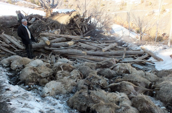 AHIR ÇÖKTÜ 110 KOYUN TELEF OLDU